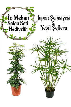 Japon Şemsiyesi(40-60)Cm 1 Adet Saksılı+Yeşil Şeflera Bitkisi (40-60cm)1 Adet Saksılı