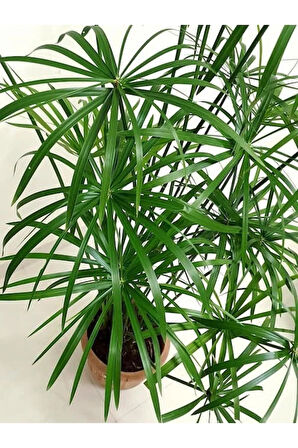 Parlak Yapraklı Japon Şemsiyesi Bitkisi 1 ADET Saksılı 40-60Cm(Cyperus Alternifolius)