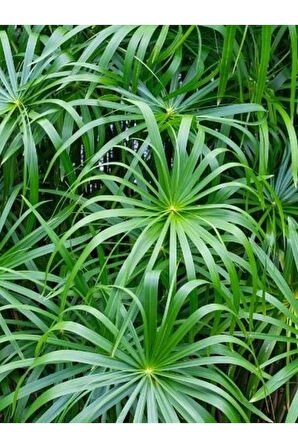 Parlak Yapraklı Japon Şemsiyesi Bitkisi 1 ADET Saksılı 40-60Cm(Cyperus Alternifolius)