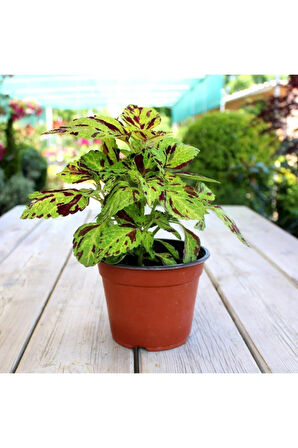 Yeşil Bordo Yaprak Güzeli - Saksılı Coleus