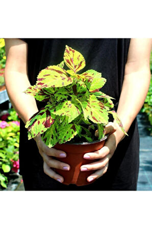 Yeşil Bordo Yaprak Güzeli - Saksılı Coleus