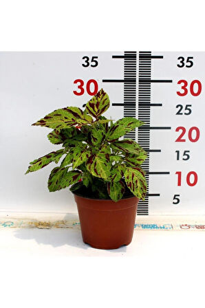 Yeşil Bordo Yaprak Güzeli - Saksılı Coleus