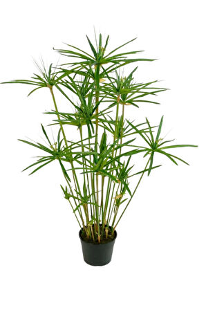 Japon Şemsiyesi(40-60)Cm 1 Adet Saksılı+Kokulu Gardenya(20-30cm) 1 Adet Saksılı