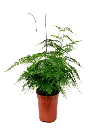 Japon Şemsiyesi(40-60)Cm 1 Adet Saksılı+Tül Kuşkonmaz Çiçeği(15-25cm)1 Adet Saksılı