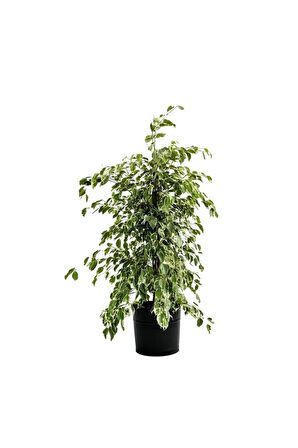 Japon Şemsiyesi 1 Adet Saksılı+ Alacalı Benjamin Bitkisi 1 Adet Saksılı Salon Bitkisi