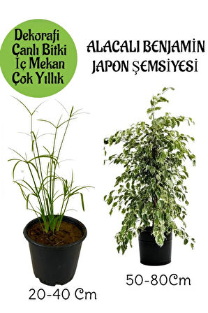 Japon Şemsiyesi 1 Adet Saksılı+ Alacalı Benjamin Bitkisi 1 Adet Saksılı Salon Bitkisi