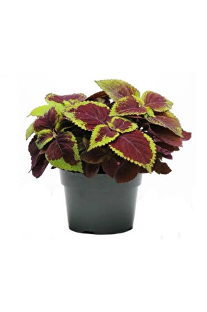 Japon Şemsiyesi(40-60)Cm 1 Adet Saksılı+Dolgun Yaprak Güzeli Çiçeği1 Adet Saksılı