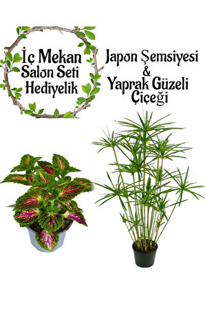 Japon Şemsiyesi (40-60cm)1 Adet Saksılı+Yaprak Güzeli Çiçeği 1 Adet Saksılı Salon Seti