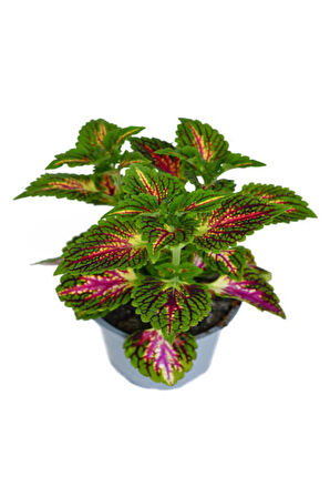 Japon Şemsiyesi (40-60cm)1 Adet Saksılı+Yaprak Güzeli Çiçeği 1 Adet Saksılı Salon Seti