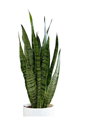 Japon Şemsiyesi(40-60)Cm 1 Adet Saksılı+Yeşil Kılıç Çiçeği(20-40cm)1 Adet Saksılı