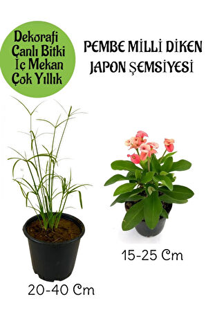 Japon Şemsiyesi 1 Adet Saksılı+Pembe Milii Dikenler Tacı1 Adet Saksılı Salon Bitkisi