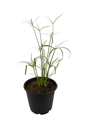 Japon Şemsiyesi 1 Adet Saksılı+Pembe Milii Dikenler Tacı1 Adet Saksılı Salon Bitkisi