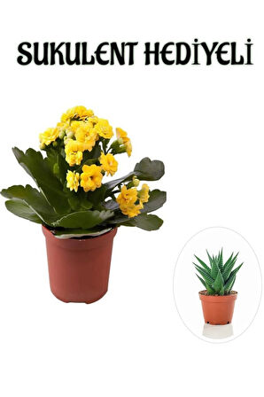 Çok Avantajlı Öğretmenler Gününe Özel Sarı Renk Kalanşo-emel Hanım Çiçeği Sukulent Hediyeli