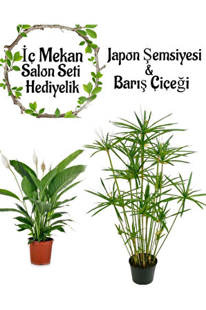 Japon Şemsiyesi(40-60)Cm 1 Adet Saksılı+Barış Çiçeği(30-40cm)1 Adet Saksılı