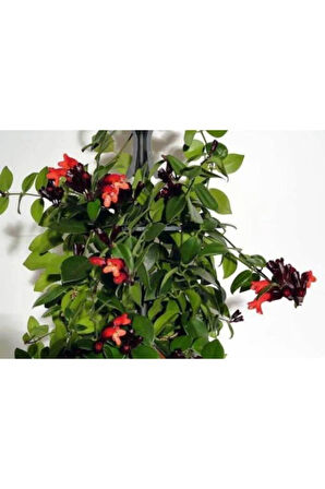 Kampanyalı Ruj Çiçeği Fidanı Askılı Saksı 40 Cm -60 Cm