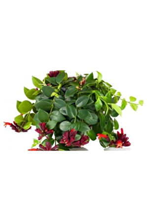 Kampanyalı Ruj Çiçeği Fidanı Askılı Saksı 40 Cm -60 Cm