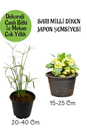 Japon Şemsiyesi 1 Adet Saksılı+ Sarı Milii Dikenler Tacı1 Adet Saksılı Salon Bitkisi