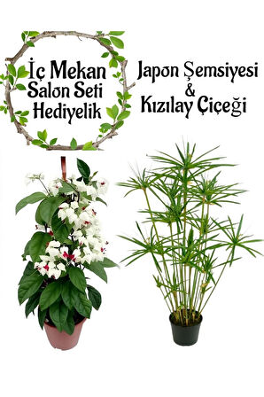 Japon Şemsiyesi (40-60cm)1 Adet Saksılı+Kızılay Çiçeği 1 Adet Saksılı Salon Seti