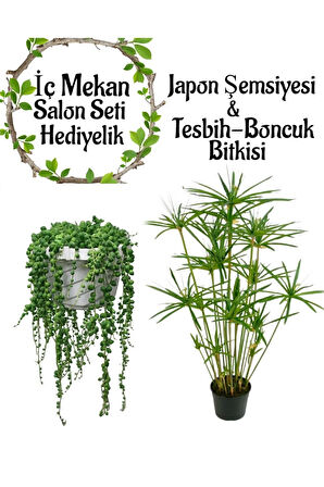 Japon Şemsiyesi(40-60)Cm 1 Adet Saksılı+Tespih Çiçeği(20-30cm)1 Adet Saksılı