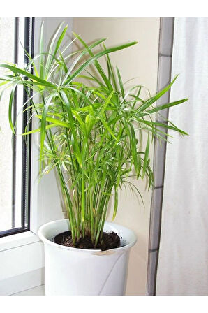 Salon Dekor Bitkisi Japon Şemsiyesi 1 Adet Saksıl (20-40)Cm (Cyperus Alternifolius)