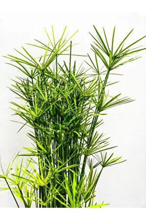 Salon Dekor Bitkisi Japon Şemsiyesi 1 Adet Saksıl (20-40)Cm (Cyperus Alternifolius)