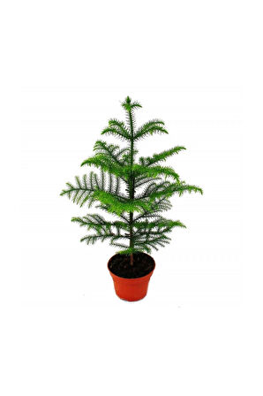 Çok Avantajlı Salon Çamı Arokarya Araucaria 60-80 Cm (ev Bitkisi Ofis Bitkisi Salon Bitkisi)