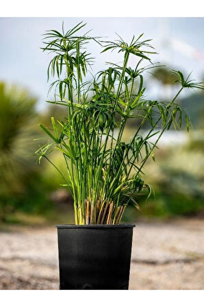 Parlak Yapraklı Japon Şemsiyesi Bitkisi 1 ADET Saksılı 30-50Cm(Cyperus Alternifolius)