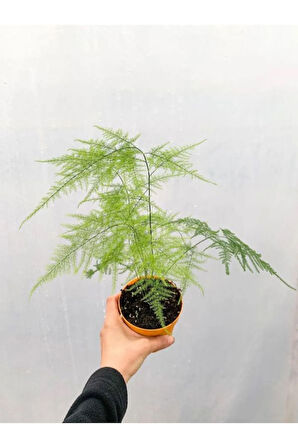 Mini Tül Kuşkonmaz Saksılı (5-10 CM) 1 Adet Salon Bitkisi