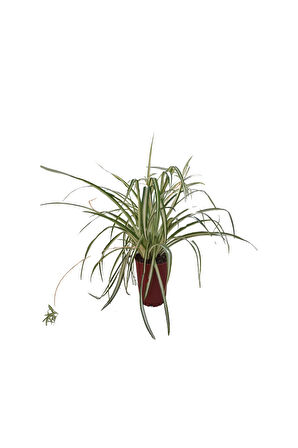 Kurdele Çiçeği (20-30 Cm)1 Adet Saksılı Dış/ İç Mekan Bitkisi