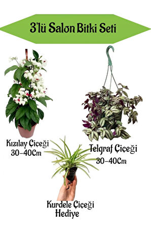 Kızılay Çiçeği + Askılı Saksılı Telgraf Çiçeği+ Hediyelik Mini Kurdele