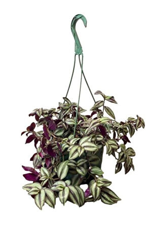 Kızılay Çiçeği + Askılı Saksılı Telgraf Çiçeği+ Hediyelik Mini Kurdele