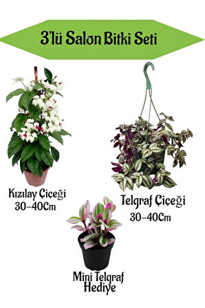 Kızılay Çiçeği+ Askılı Saksılı Telgraf Çiçeği +Hediyelik Mini Telgraf Çiçeği