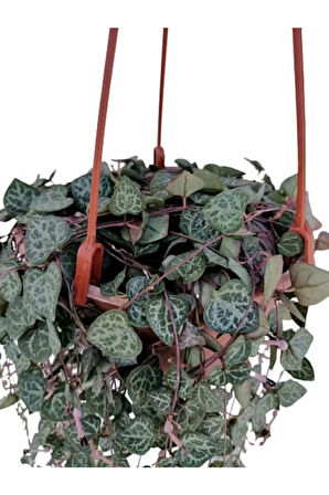 Kampanyalı Kalp Kalbe Karşı Çiçeği - Ceropegia Woodii