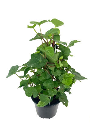 Salon Bitkisi Kızılay Çiçeği+ Hedera Helix+ Hediyelik Kılıç Bitkisi