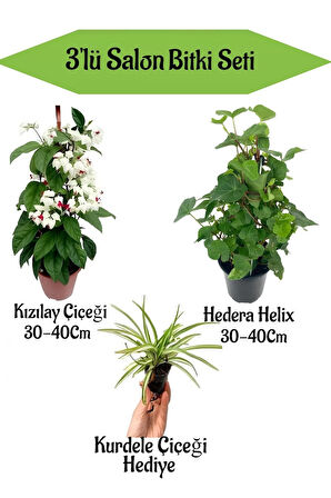 Kızılay Çiçeği+ Hedera Helix+ Hediyelik Mini Kurdele Çiçeği