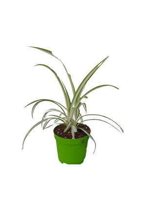 Kızılay Çiçeği+ Hedera Helix+ Hediyelik Mini Kurdele Çiçeği