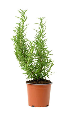 Çok Avantajlı Biberiye Bitkisi Saksıda 25 30cm Ev Ofis Bahçe Bitkisi