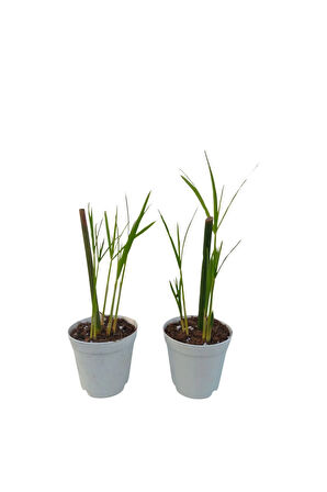 Thebestonline Mini Japon Şemsiyesi (5-10 CM)1 Adet Saksılı Salon Bitkisi