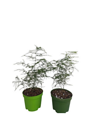 2'Li Set Mini Tül Saksılı Salon Bitkisi