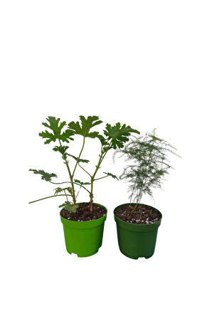 2'Li Set Mini Itır+ Mini Tül (5-10 Cm) Saksılı İç/ Dış Mekan Bitkileri