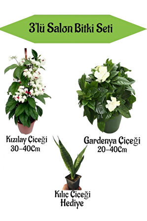 Kızılay Çiçeği+ Beyaz Gardenya+ Hediyelik Kılıç Bitkisi