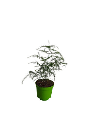 Mini Tül Saksılı (5-10 Cm) 1 Adet Salon Bitkisi