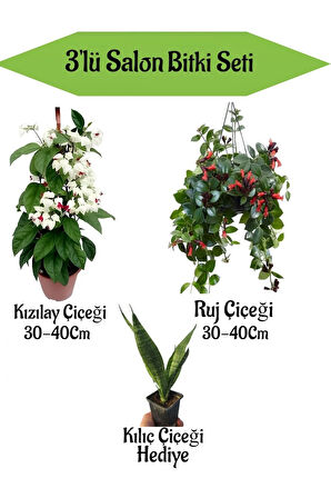 Kızılay Çiçeği+ Ruj Çiçeği+ Hediyelik Kılıç Bitkisi