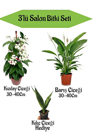 Avantajlı Kızılay Çiçeği Barış Çiçeği Kılıç Bitkisi