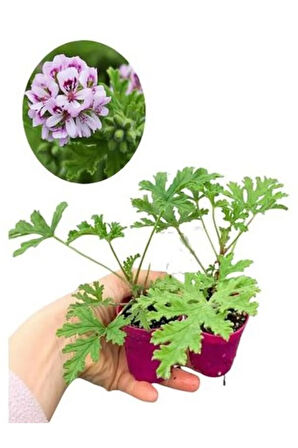 Mini Itır Çiçeği (5-10 Cm)1 Adet Saksılı İç/ Dış Mekan Bitkisi