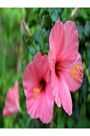 Çok Avantajlı Japon Gülü Hibiscus Pembe Renk Çiçekli Kalın Yapraklı Ithal Iç Mekan Bitkisi