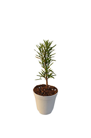 Mini Itır Bitkisi Mis Kokulu (5-10 Cm)1 Adet Saksılı