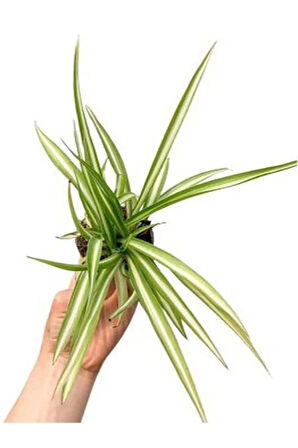 Kurdele Çiçeği (20-30 Cm)1 Adet Saksılı Dış/ İç Mekan Bitkisi