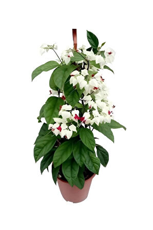 Kızılay Çiçeği+ Hedera Helix+ Mum Çiçeği