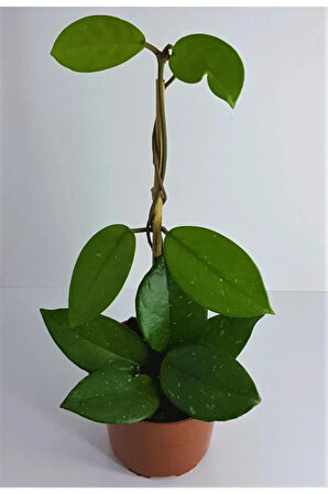 Kızılay Çiçeği+ Hedera Helix+ Mum Çiçeği